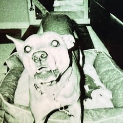 naladog