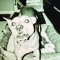 naladog