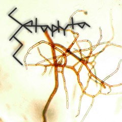 SCC