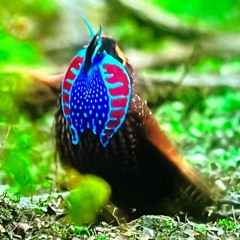 Tiago Miquelin da Costa