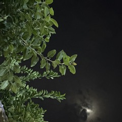 المدونة الصوتية |مهند