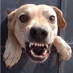 Godobo