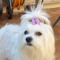 Dodo and the bichon