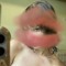 Seren