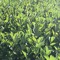greenery combusted locally, not an iron in sight