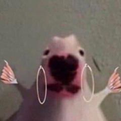 Poochilli