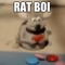 rat