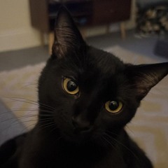 Freddington Fazbearing