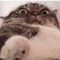 drug_sniffing_cats