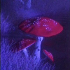 Lilly Acid Baby