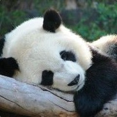 Sleeping Panda 🐼