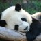 Sleeping Panda 🐼