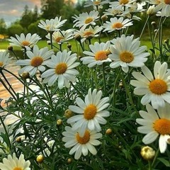 الهام رضائی