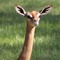 Gerenuk of The Jungle