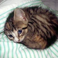 고양이음악동호회