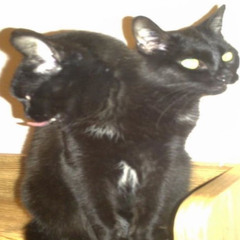 (㇏(•̀ᵥᵥ•́)ノ)