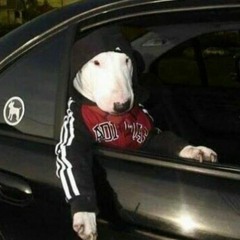 †hê Ððg §†¥lê Måñïå¢