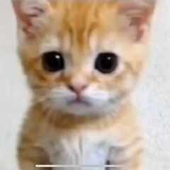isbsnb