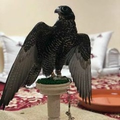 احمد بلخيري