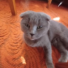 sashka