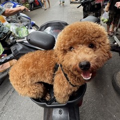 BéHộtLu