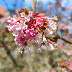Scandinavian Baroque Trio