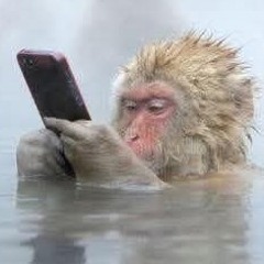 phucvg