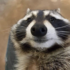 Sloth