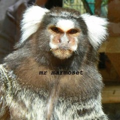 mr marmoset