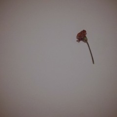 Samsanın sırtına yapışan elma