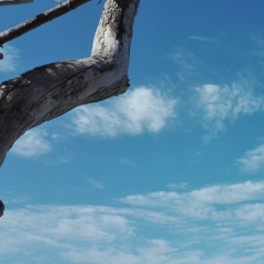 Proteus