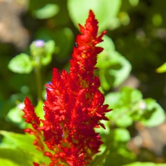 redfoliage