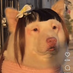 Nikkonoodle