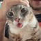 kitty
