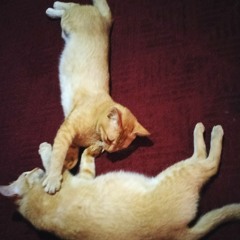 Denia Abdurrahman Yusuf