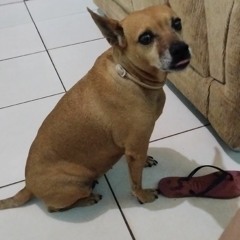 Roberta