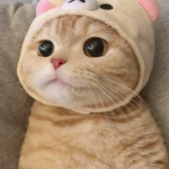 빵빵쑤