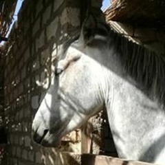 JCMedland1