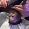 hunky monkey 69