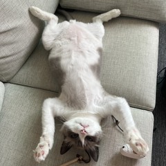오빠야 라스고