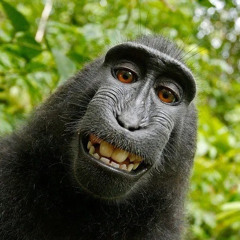 fatweinermonkey