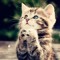 Hope_catz234