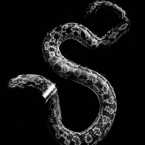 Snake Charm School’s avatar