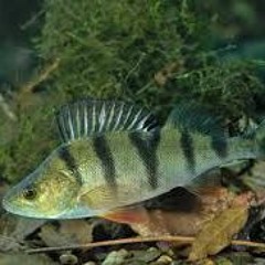 kala