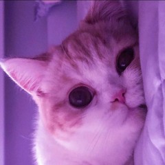 Katt