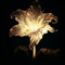 Rai Jawad