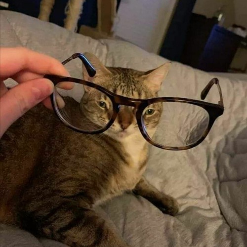 Stream Cursed Cat Music Listen To Songs Albums Playlists For Free On Soundcloud