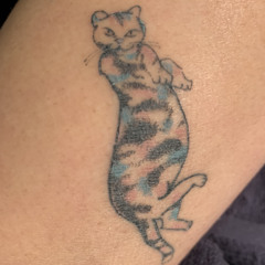 stewartcat