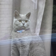 MOS