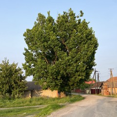 Naznik